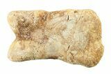 Fossil Toe Bone - Kem Kem Beds, Morocco #241029-2